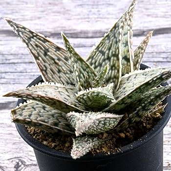 美苗 ブラックペッパー Black pepper アロエ 多肉植物 ラベル付き 美苗 ブラックペッパー Black pepper アロエ 多肉植物 ラベル